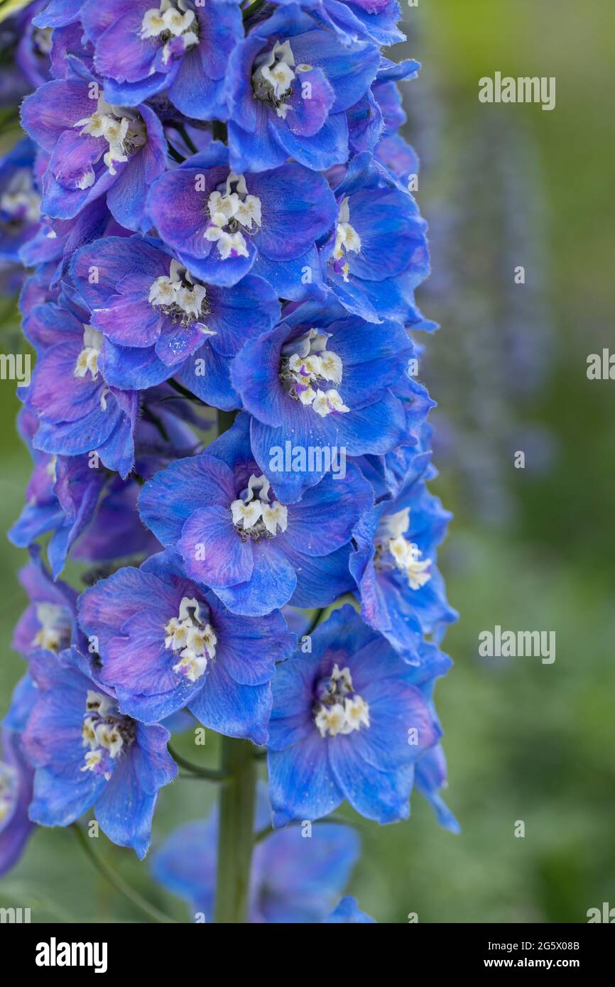 Gros plan de magnifiques delphiniums bleus, une plante de jardin de chalet fleurit dans une frontière anglaise d'été, Angleterre, Royaume-Uni Banque D'Images