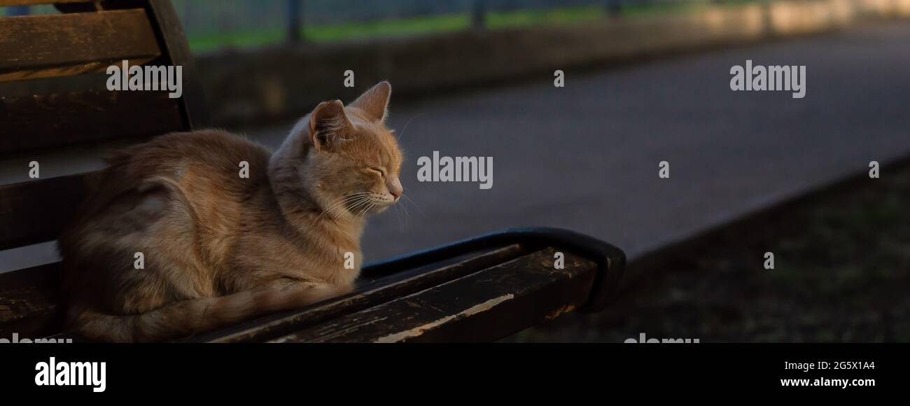 Joli chat dormant un banc en bois à l'extérieur Banque D'Images