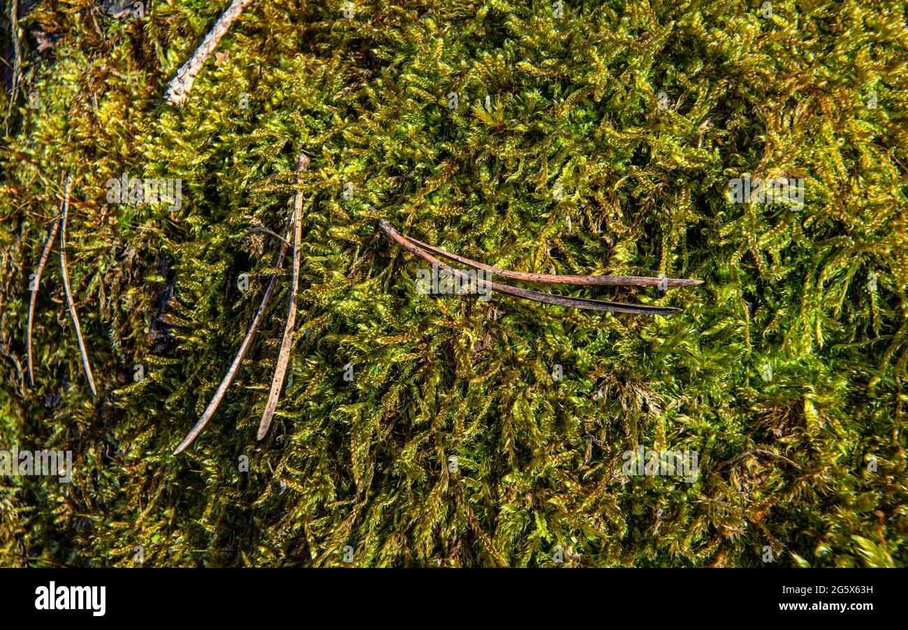 Mousse verte fine poussant dans la forêt un peu de sapin sec, gros plan macro détail, arrière-plan naturel abstrait Banque D'Images