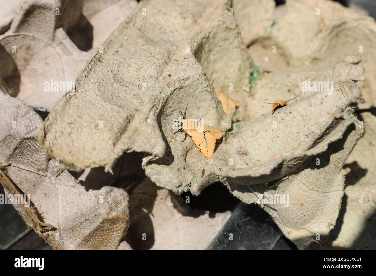 3 papillons d'Ermine de Buff (Spilarctia luteum) qui avaient été capturés dans un piège à papillons durant la nuit, Hickling Broad, Norfolk, Angleterre, Royaume-Uni Banque D'Images