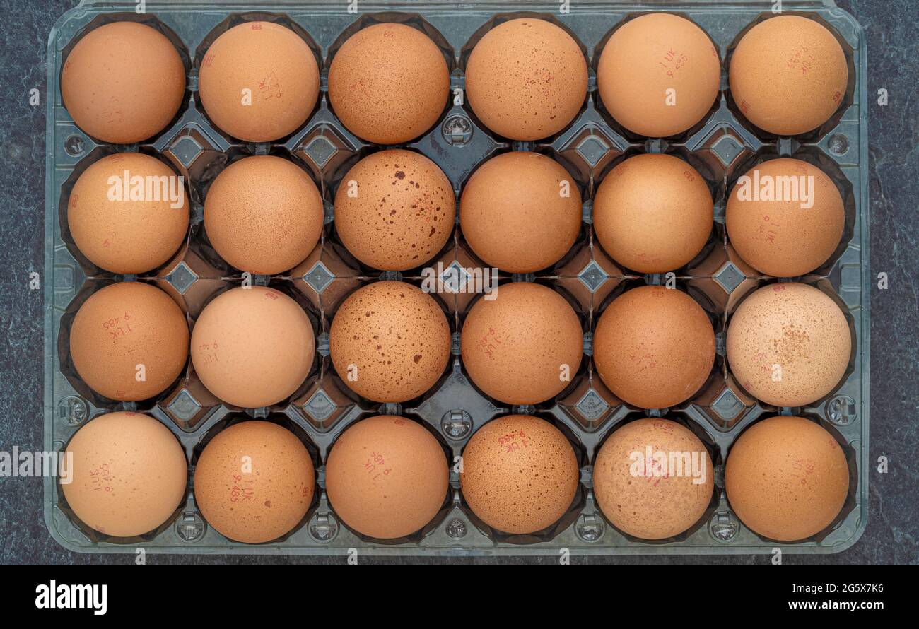Vue en plan de 24 œufs bruns dans une boîte en plastique transparent sur fond gris. Banque D'Images
