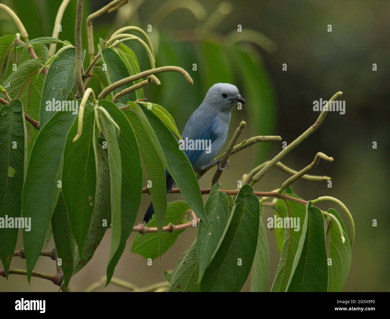 Gros plan portrait du Tanager bleu-gris (Thraumis episcopus) joli oiseau dans l'arbre, Vilcabamba, Equateur. Banque D'Images