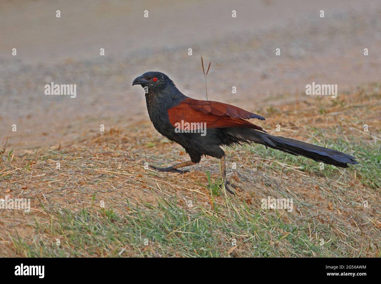 Grand Coucal (Centropus sinensis intermedius) adulte courant sur piste de terre Thaïlande Février Banque D'Images