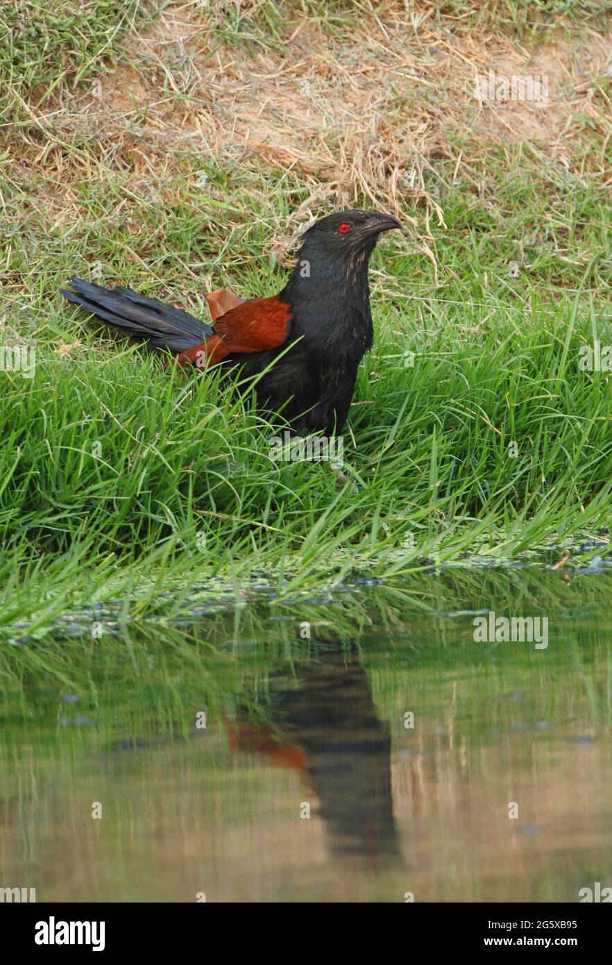 Grand Coucal (Centropus sinensis intermedius) adulte au bord des eaux buvant la Thaïlande Février Banque D'Images