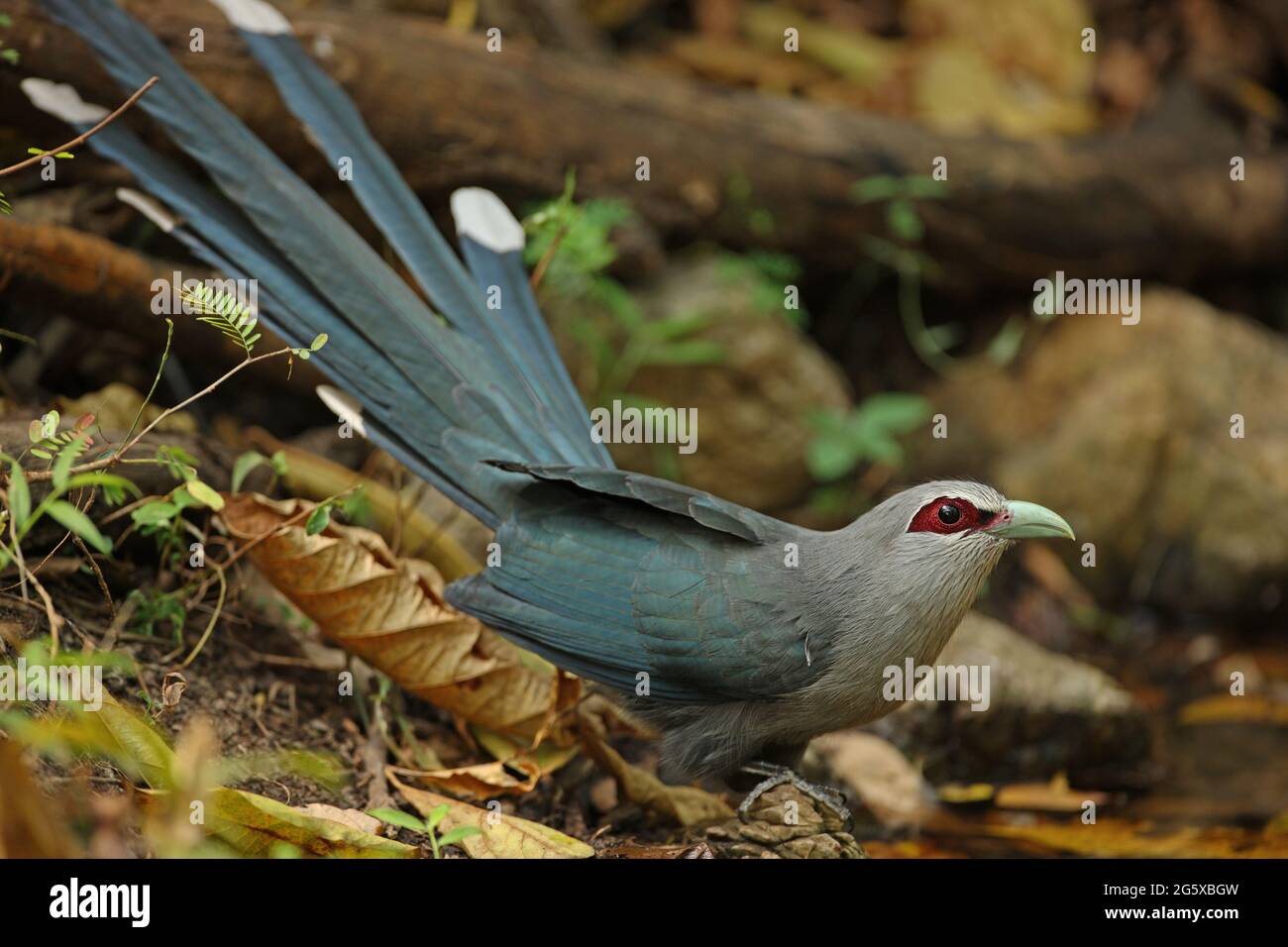 Malkoha à bec vert (Phaenicophaeus tristis) adulte au bord de l'eau sur le point de boire Kaeng Krachan, Thaïlande Janvier Banque D'Images