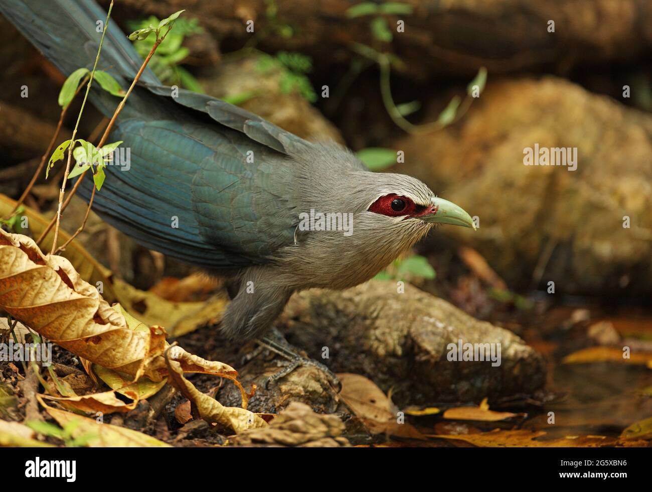 Malkoha à bec vert (Phaenicophaeus tristis) adulte au bord de l'eau sur le point de boire Kaeng Krachan, Thaïlande Janvier Banque D'Images
