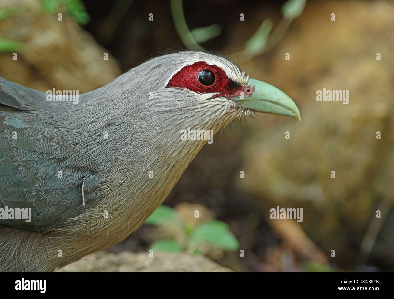 Malkoha à bec vert (Phaenicophaeus tristis), vue rapprochée du parc national adulte de Kaeng Krachan, Thaïlande Janvier Banque D'Images