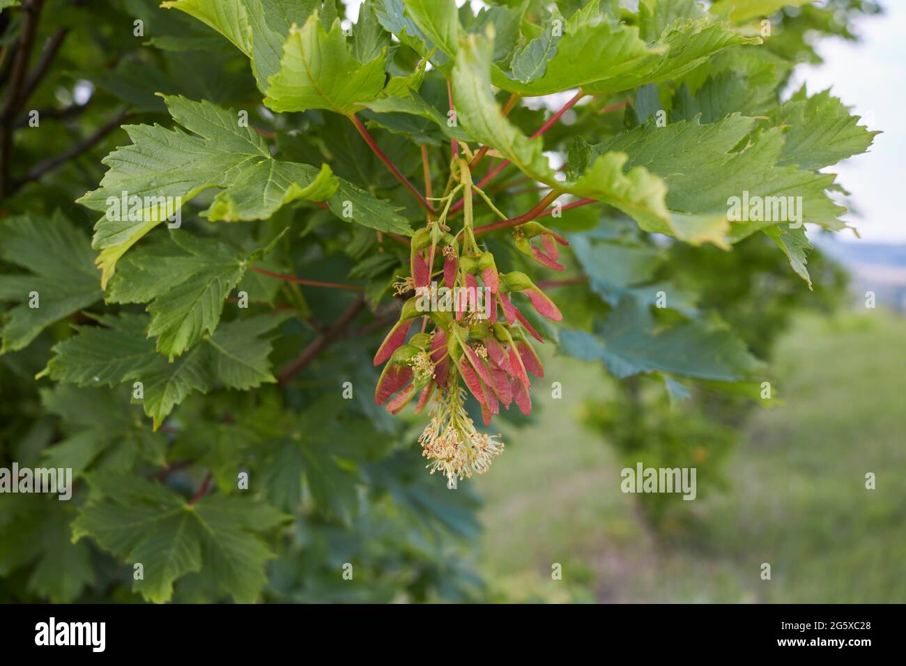 Feuilles et fruits frais de l'arbre Acer pseudoplatanus Banque D'Images