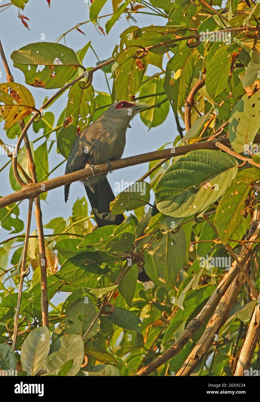 Malkoha à bec vert (Phaenicophaeus tristis) adulte perché dans le parc national de Kaeng Krachan, Thaïlande Novembre Banque D'Images
