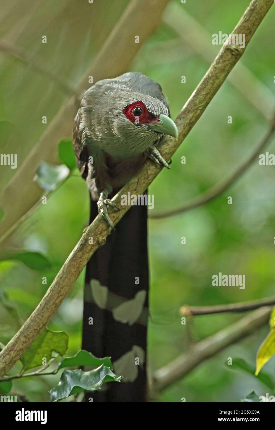 Malkoha à bec vert (Phaenicophaeus tristis) adulte perché sur une branche basse près de Kaeng Krachan, en Thaïlande Mai Banque D'Images