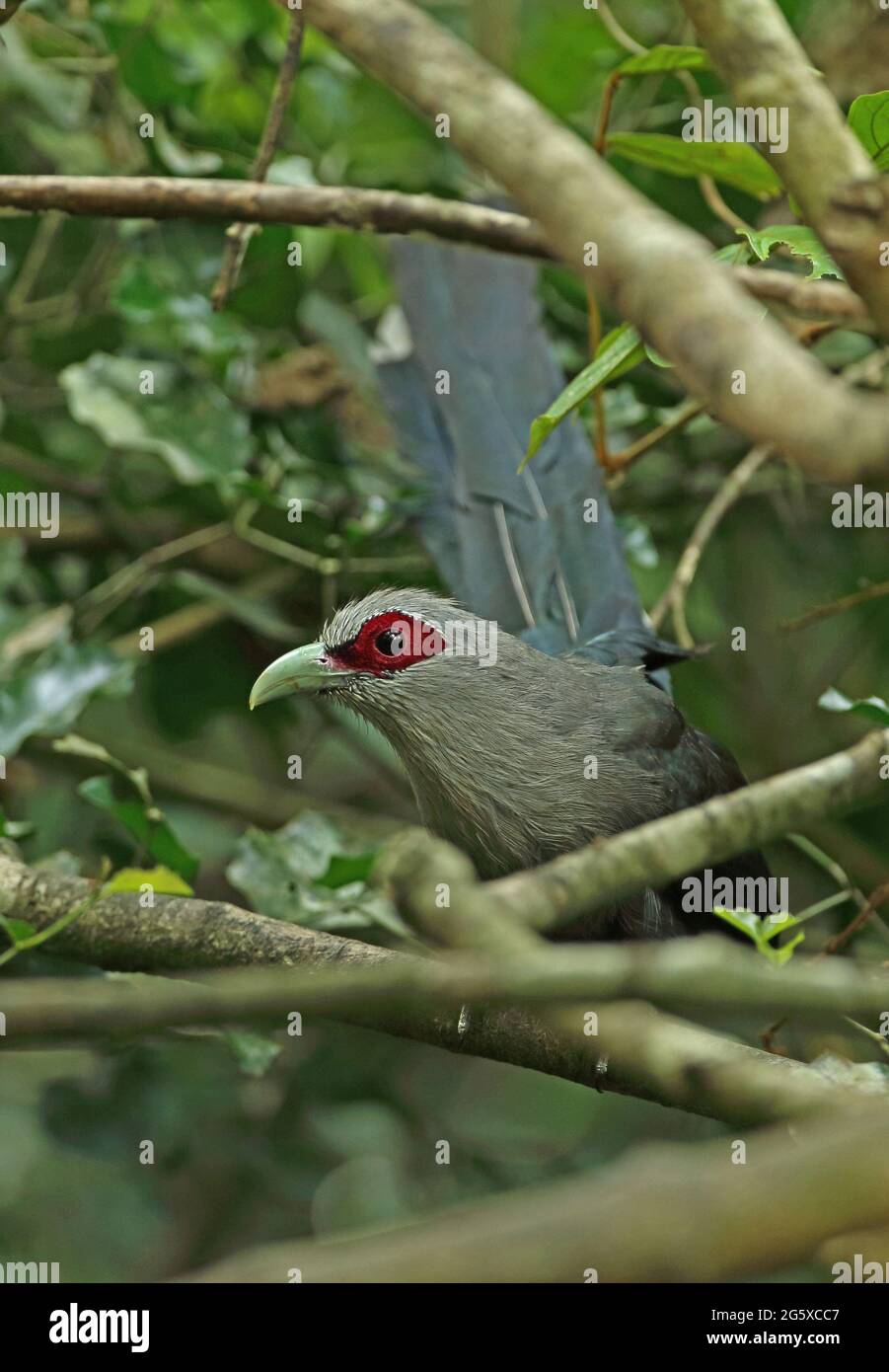 Malkoha à bec vert (Phaenicophaeus tristis) adulte perché sur une branche basse près de Kaeng Krachan, en Thaïlande Mai Banque D'Images