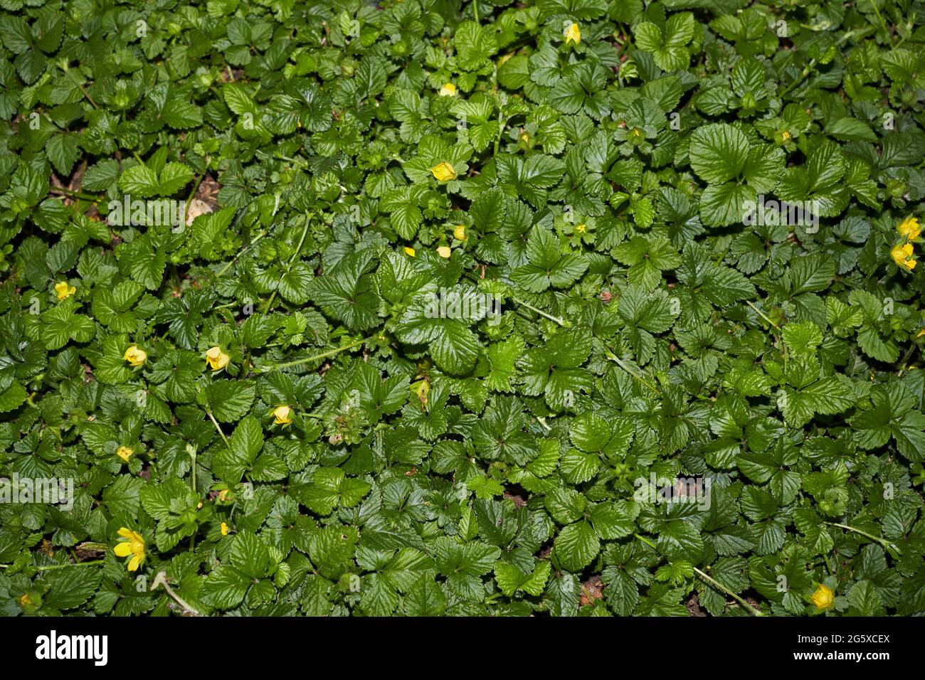 Duchesnea indica feuilles texturées Banque D'Images