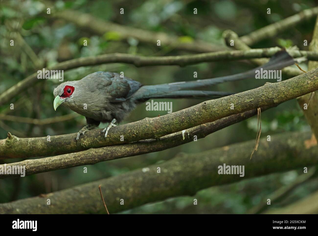 Malkoha à bec vert (Phaenicophaeus tristis) adulte perché sur une branche basse près de Kaeng Krachan, en Thaïlande Mai Banque D'Images