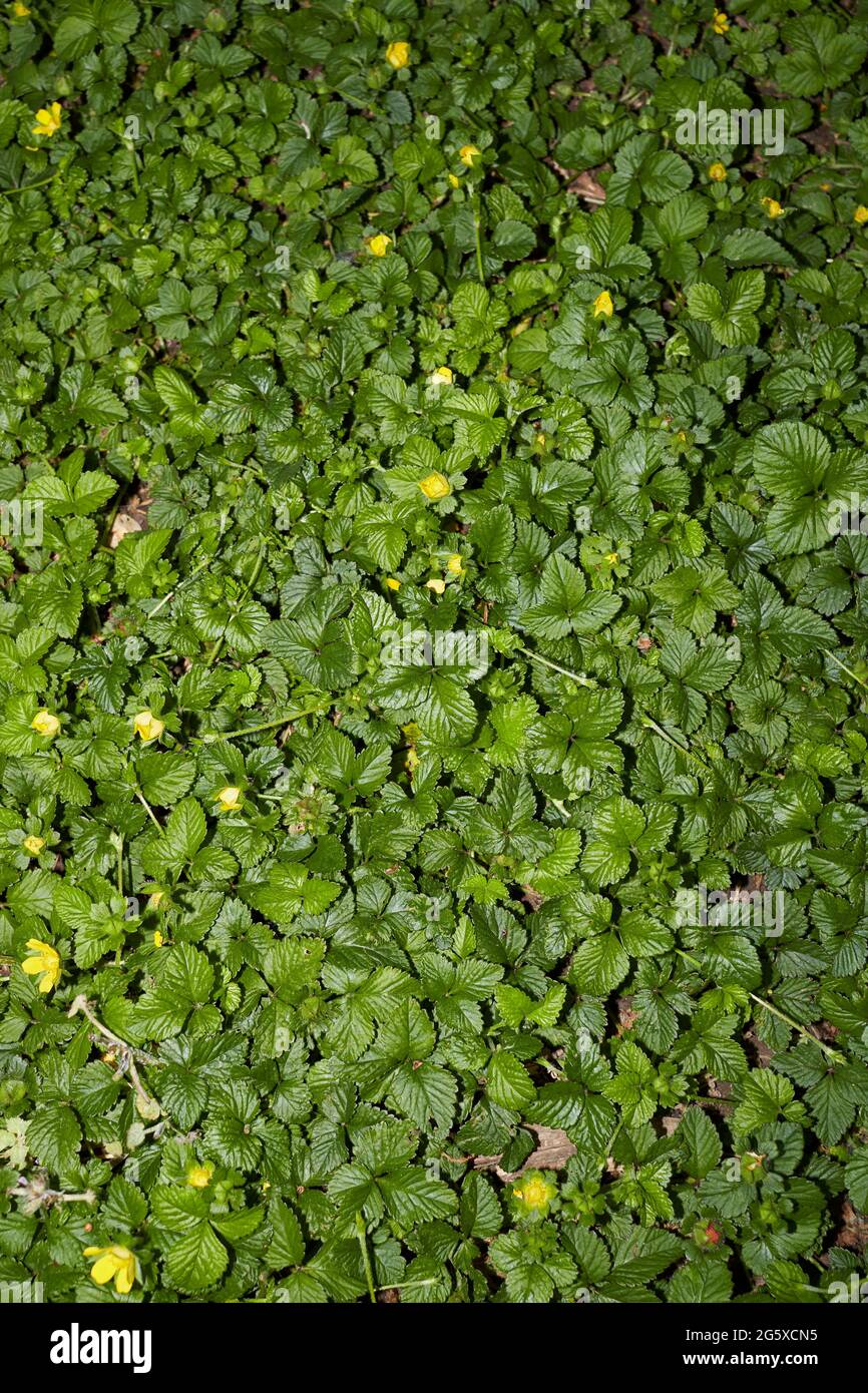 Duchesnea indica feuilles texturées Banque D'Images