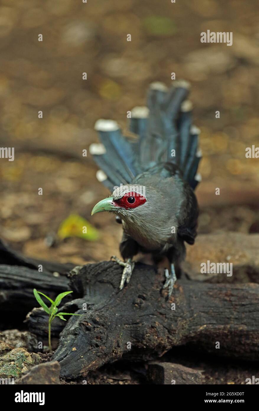 Malkoha à bec vert (Phaenicophaeus tristis) adulte debout sur une bûche déchue près de Kaeng Krachan, en Thaïlande Mai Banque D'Images