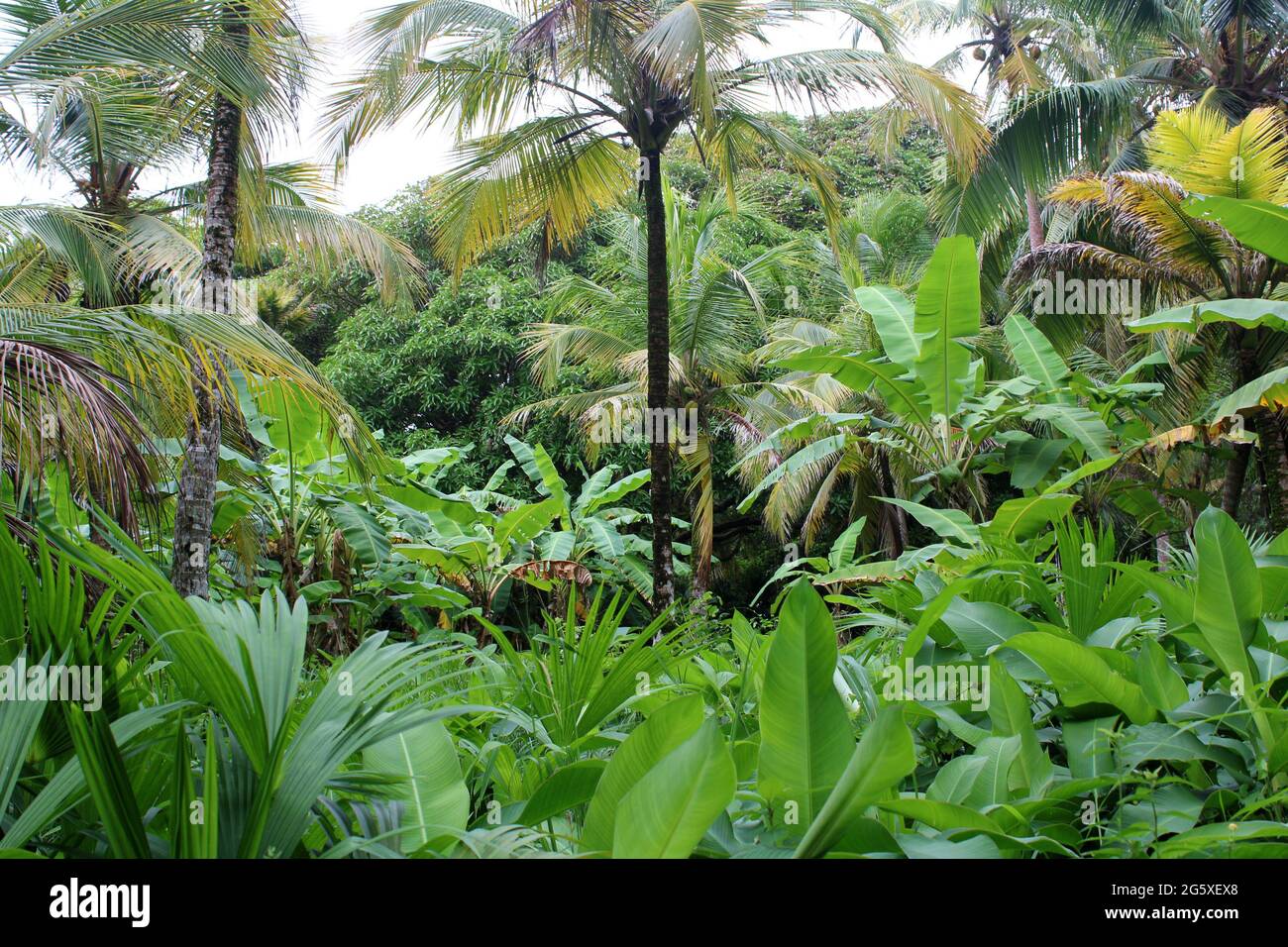 forêt tropicale entourée de palmiers et de plantes pleines de vie. Banque D'Images