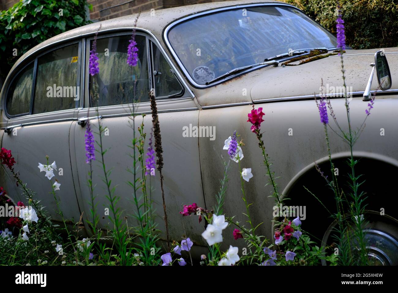 Silbey, Leicestershire, Royaume-Uni. 30 juin 2021. Une Jaguar 3.4 S-Type en rotation se trouve sur une allée. La berline Jaguar S-Type a été fabriquée par Jaguar Cars i. Banque D'Images