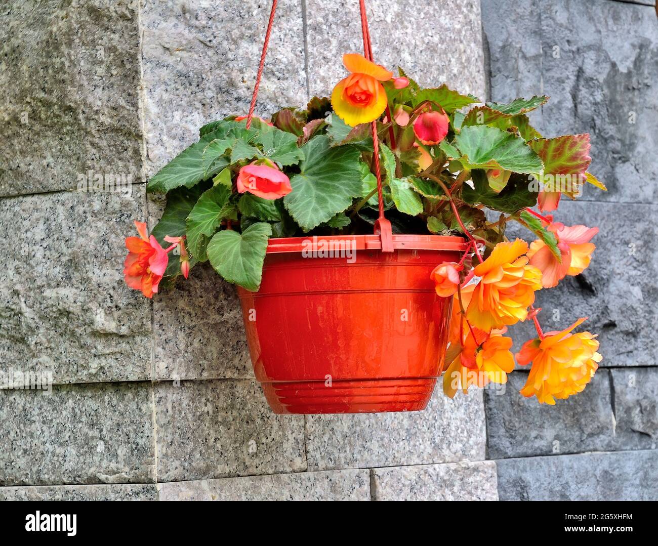 De grandes fleurs de begonias tubéreuses (Begonia tuberhybrida) orange-jaune vif en pot de fleurs marron de près. Menégonie florale ornementale suspendue en pot Banque D'Images