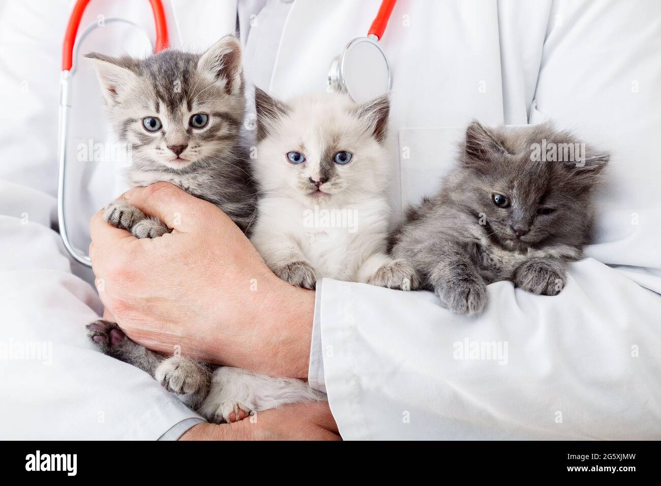 Beaucoup de chats chatons dans les mains de médecin vétérinaire mâle pour vérifier la santé, animaux de compagnie vérifier. Homme tenant près de petits chatons moelleux groupe de famille. Mammifère Banque D'Images