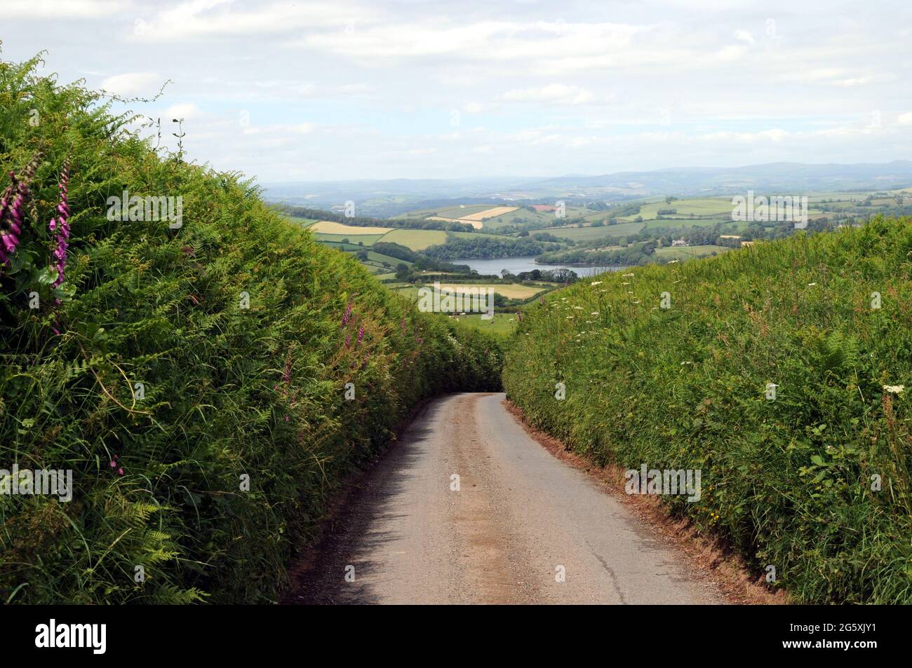Une ruelle étroite et de haut côté du Devon au-dessus du petit village de Dittisham, au bord de la rivière. L'estuaire de Dart peut être vu à la distance moyenne. Banque D'Images