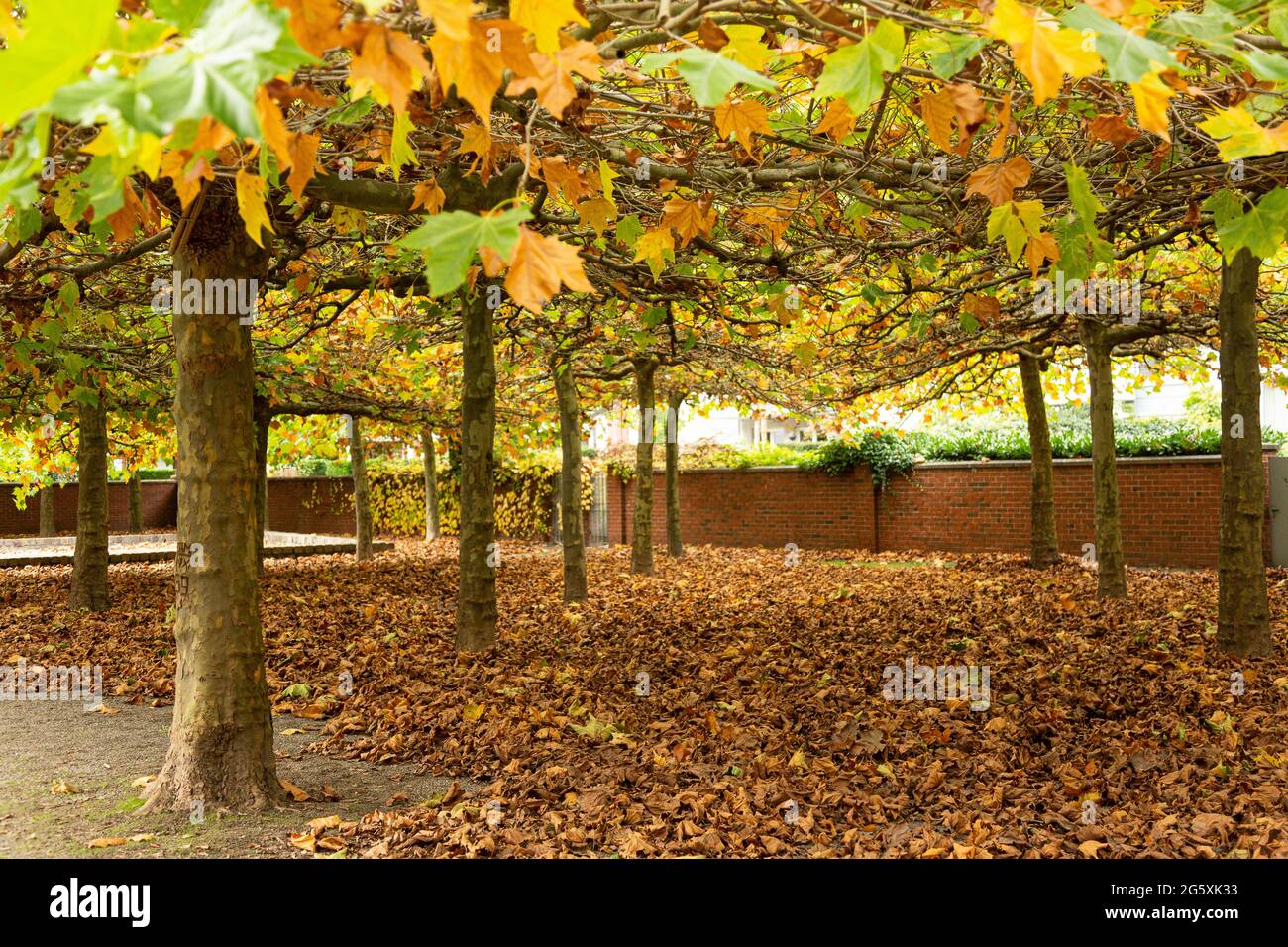 Feuilles de l'arbre d'avion dans la lumière d'automne Banque D'Images