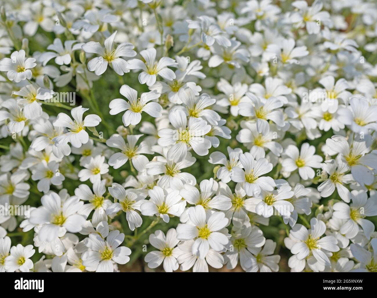 Charme feutré, Cerastium tomentosum, au printemps Banque D'Images