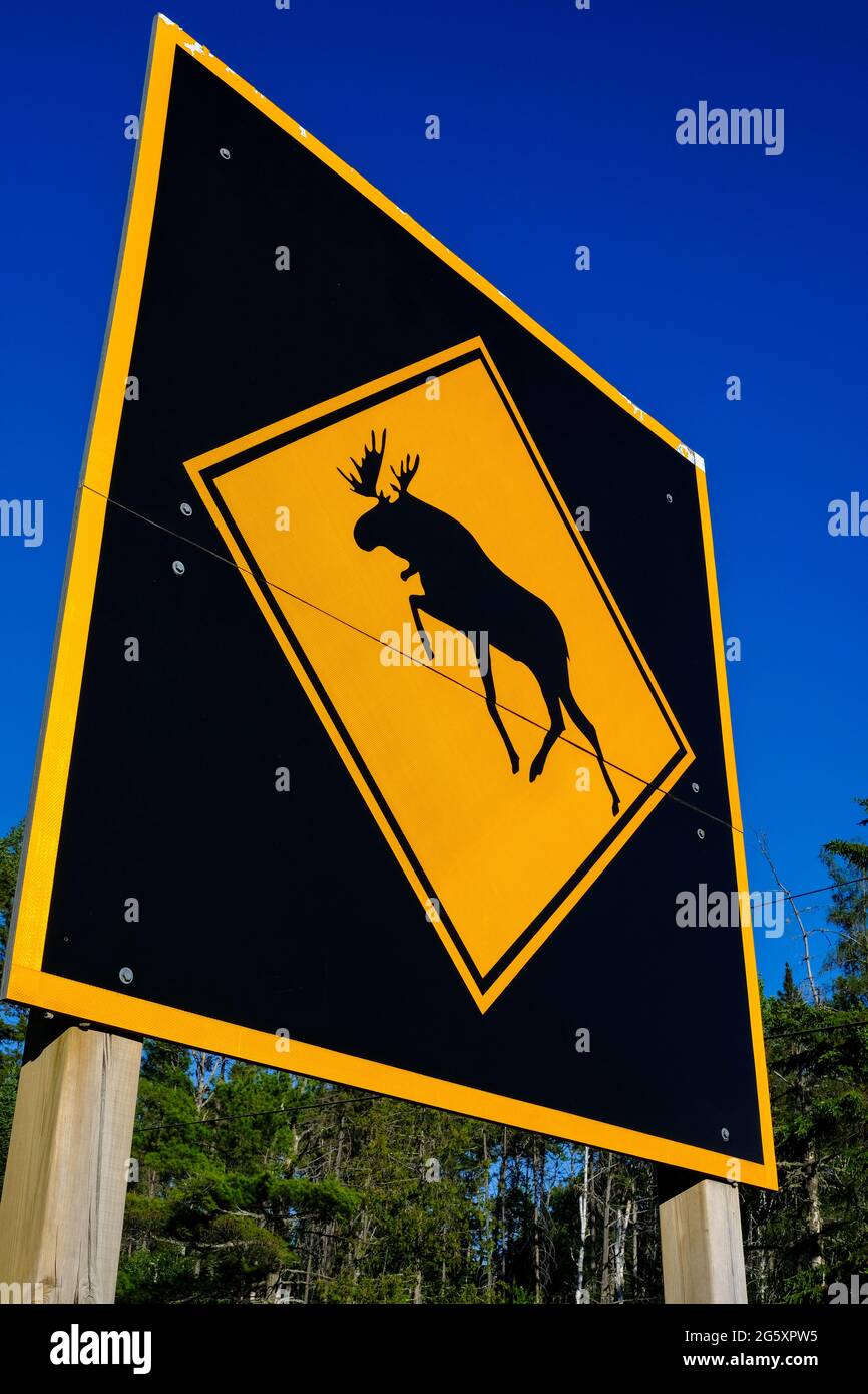 Vue à angle bas d'un grand panneau d'avertissement de passage à l'orignal dans le parc Algonquin, Ontario, Canada. Banque D'Images