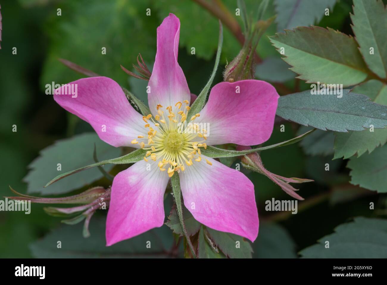 Gros plan d'une fleur de rose rouge (rosa glauca) en fleur Banque D'Images