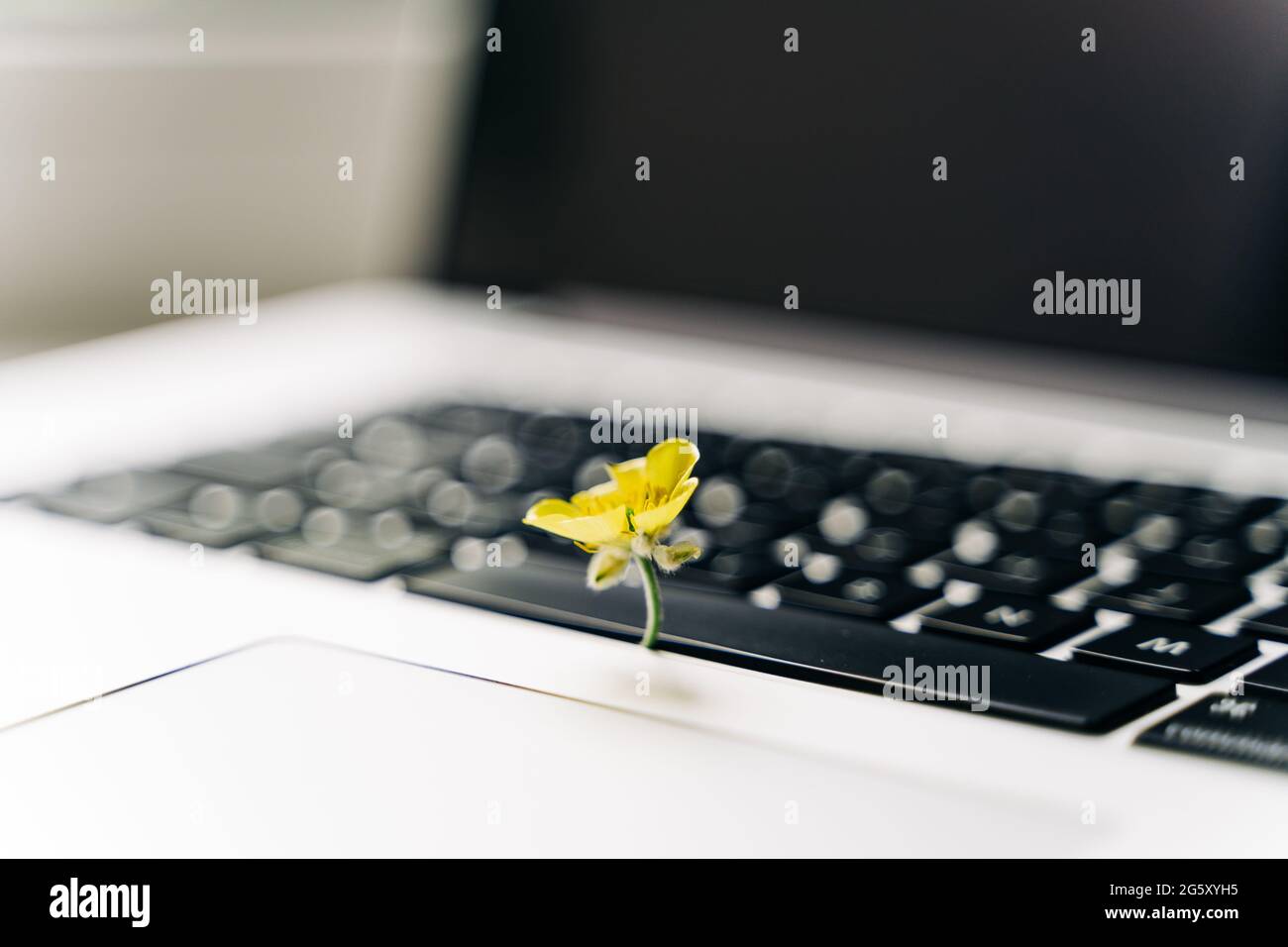 Clavier d'ordinateur portable avec fleur jaune qui pousse dessus. Concept informatique écologique. Technologie à haut rendement en carbone. La durabilité numérique Banque D'Images