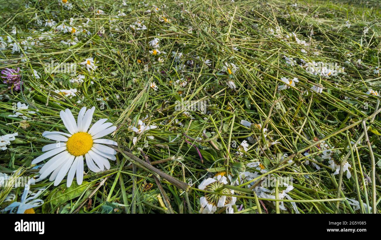 Séchage de l'herbe de mouwn avec des fleurs de Marguerite d'oeil d'oxeye dans la texture de prairie verte. Gros plan sur la fabrication de foin de qualité avec des têtes de fleurs, des feuilles vertes et des tiges. ECO. Banque D'Images