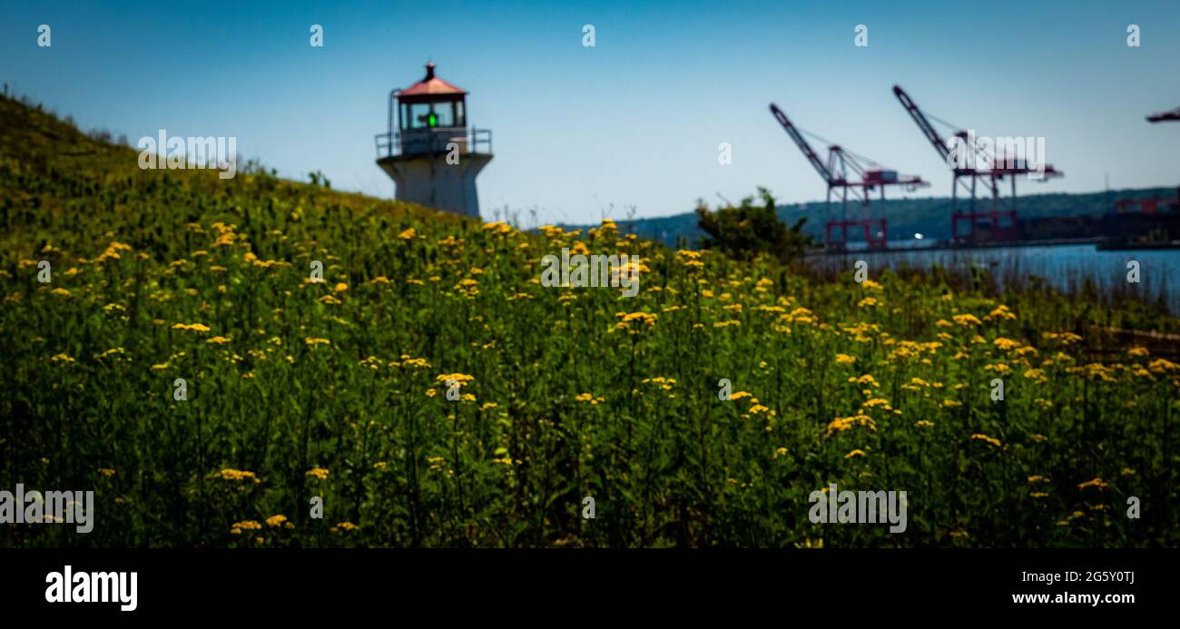 champ de fleurs d'yllow sur une pente de l'île georges Banque D'Images