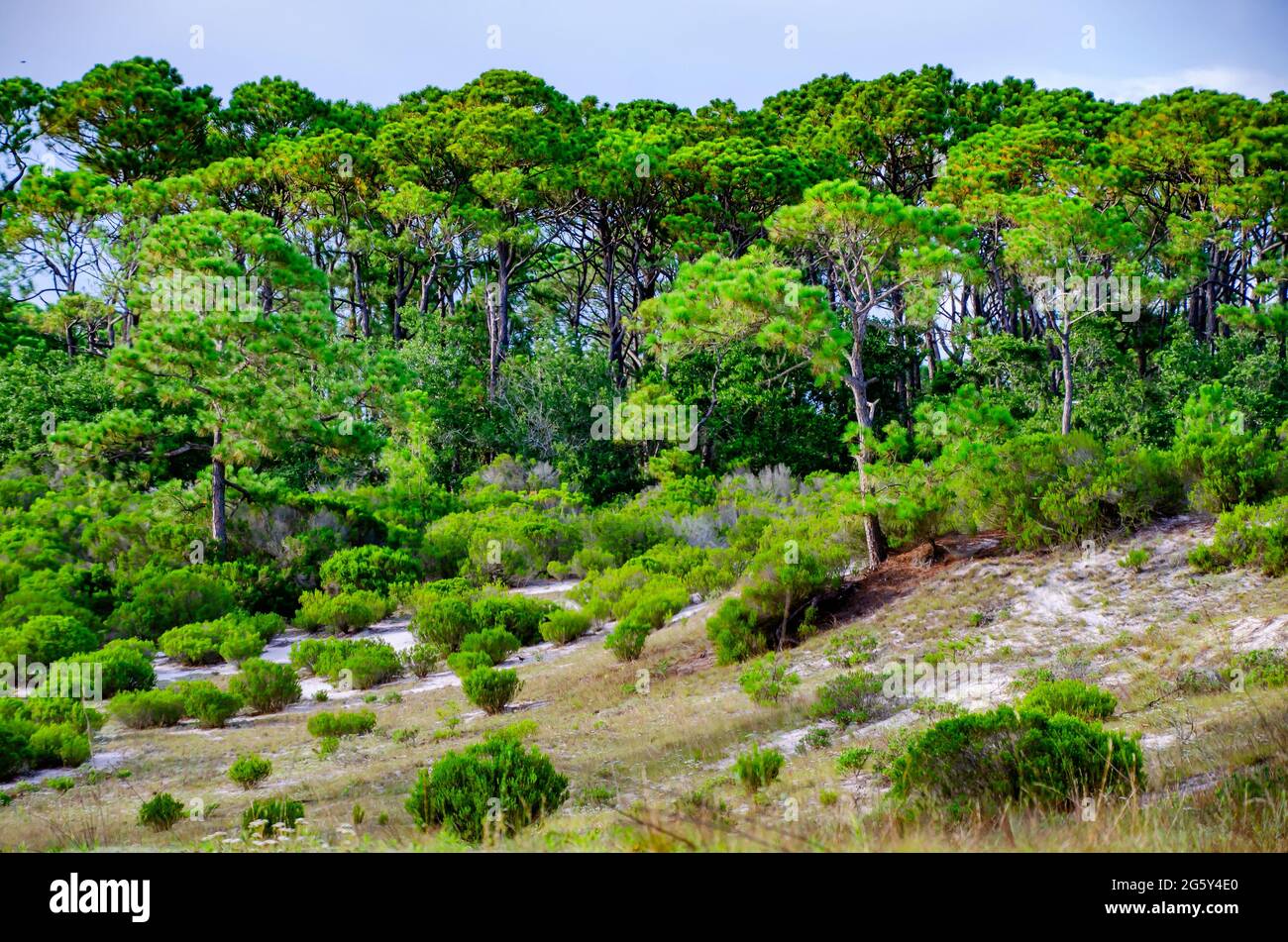 Les pins et les cèdres poussent sur des dunes de sable, le 29 juin 2021, à Dauphin Island, en Alabama. Banque D'Images