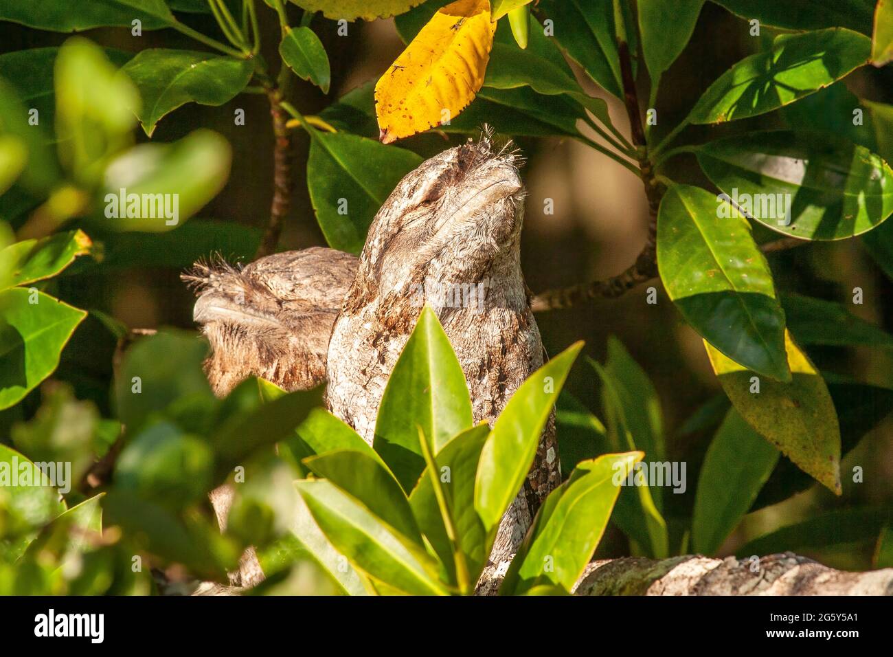 Gueule de bois de Papuan, Podargus papuensis, deux oiseaux qui rôde dans l'arbre, Daintree, Queensland, Australie Banque D'Images