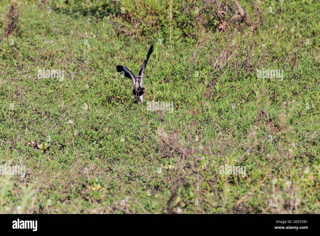 lapwing du Sud (Vanellus chilensis) à Esteros del Ibera, en Argentine Banque D'Images