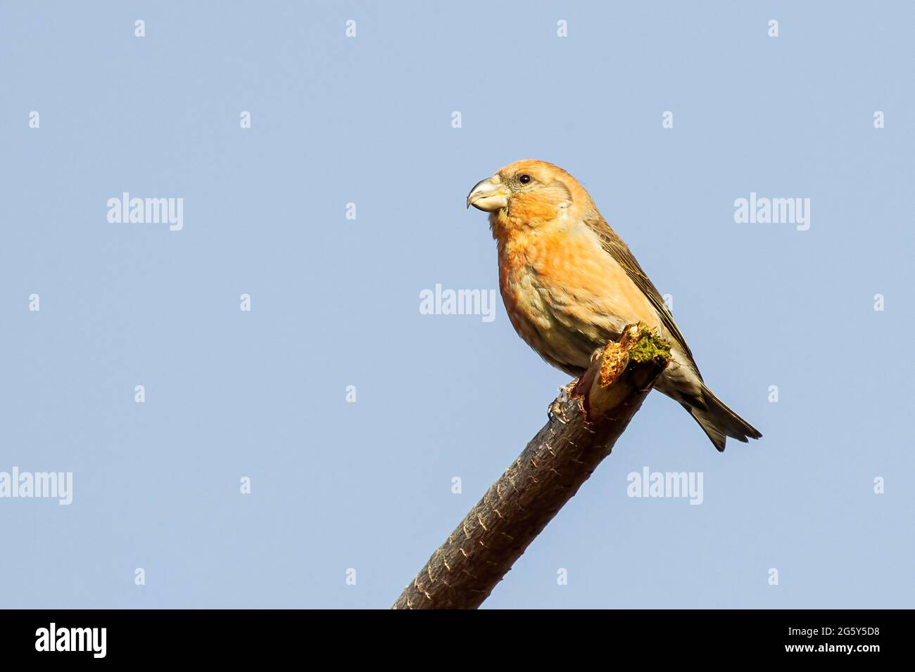 parrot crossbill, Loxia pytyopsittacus, oiseau unique perché sur une branche d'arbre, Norfolk, Royaume-Uni Banque D'Images