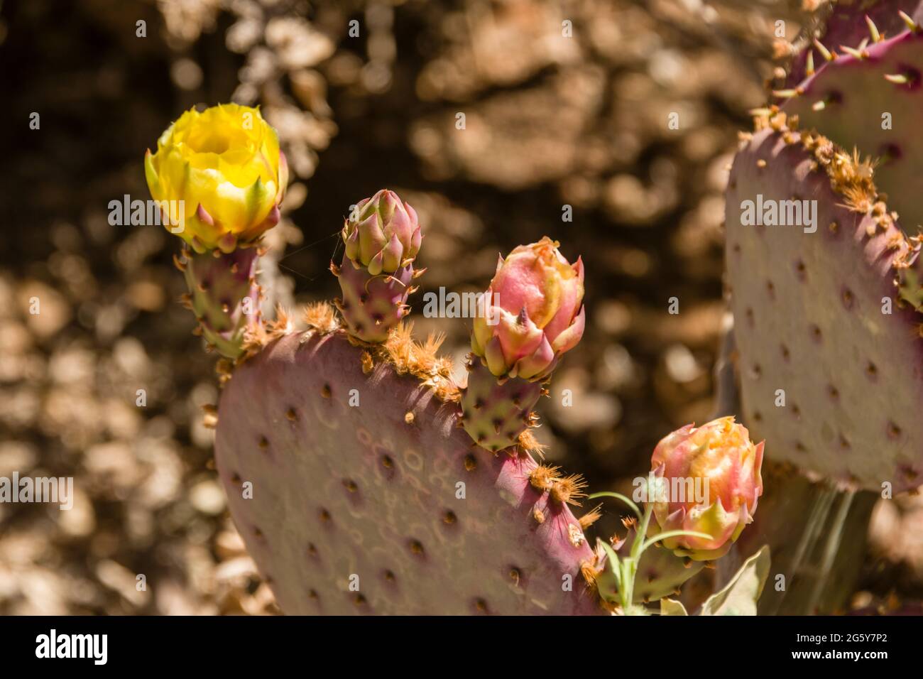 Jardin botanique du désert - plantes et sculptures - Red Prickly Pear Blossoms Cactus - famille Opuntia Banque D'Images