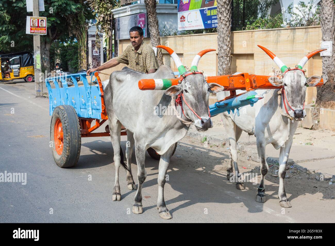 Deux vaches avec de grandes cornes peintes en couleurs indiennes pour le festival pongal tirent l'Indien en chariot à roues, Puducherry (Pondicherry), Tamil Nadu, Inde Banque D'Images