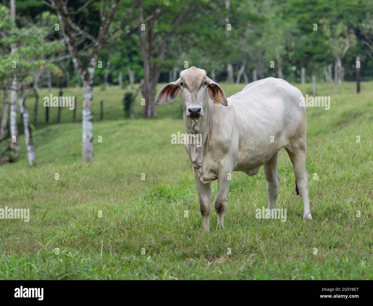 Brahman vache dans un pâturage Costa Rica. Banque D'Images