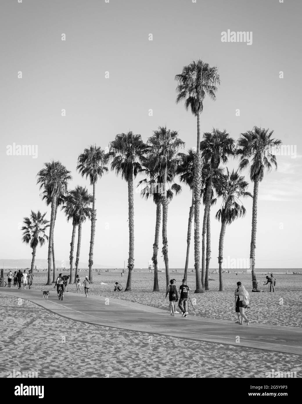 Palmiers sur la plage de Santa Monica, Los Angeles, Californie Banque D'Images