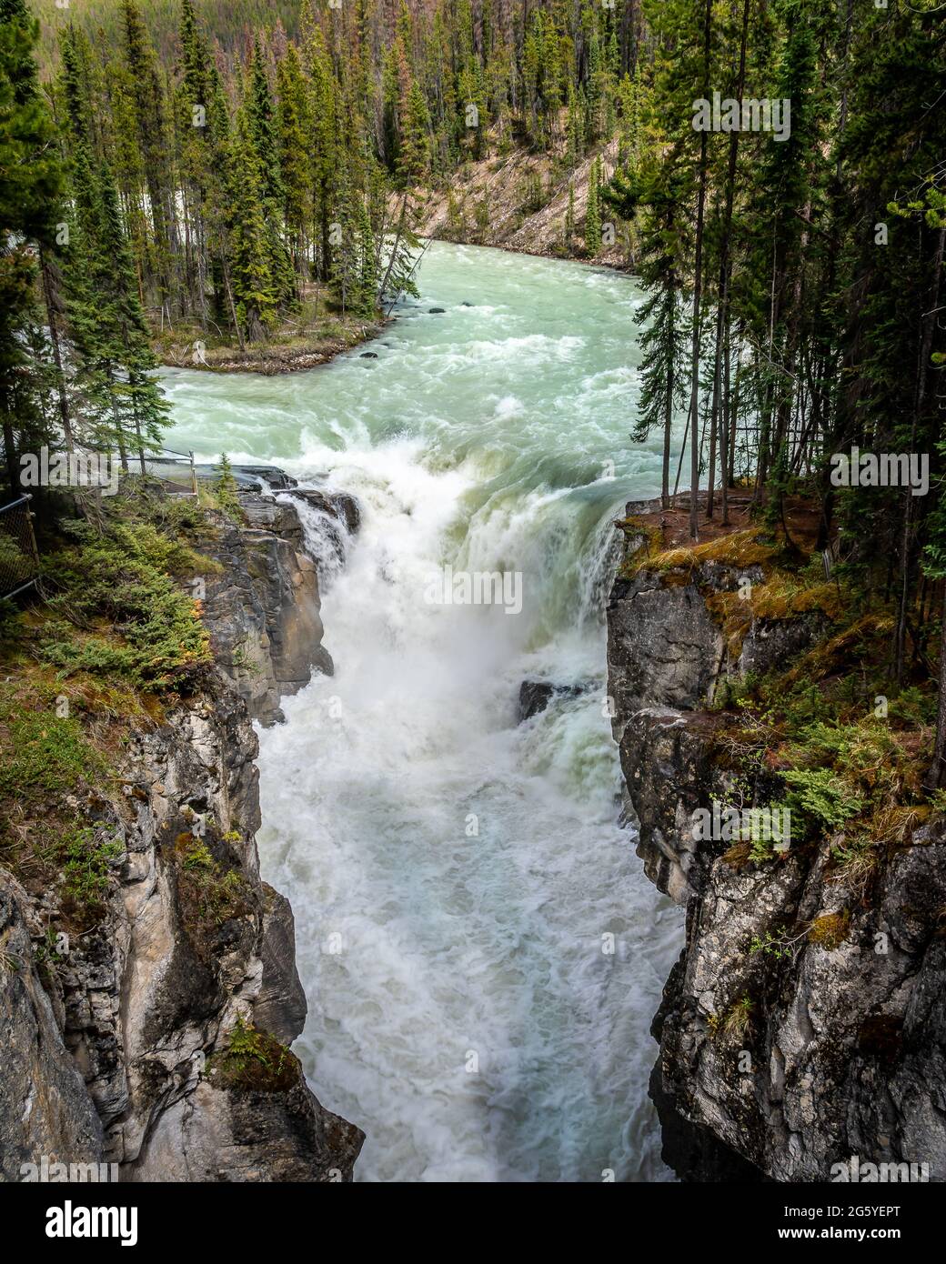 La turbulente de l'eau turquoise de la rivière Sunwapta comme il dégringole Sunwapta Falls dans le parc national Jasper dans les Rocheuses canadiennes Banque D'Images