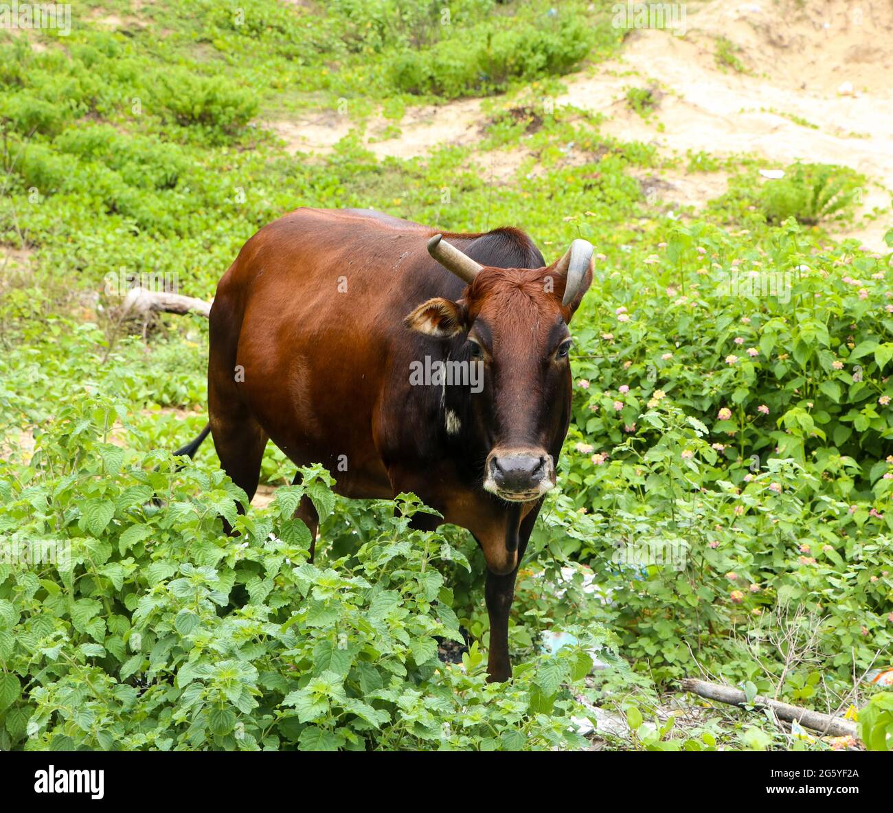 vache brun-noir foncé avec de longues cornes courbées broutant dans la prairie avec des feuilles vertes et des plantes regardant la caméra Banque D'Images