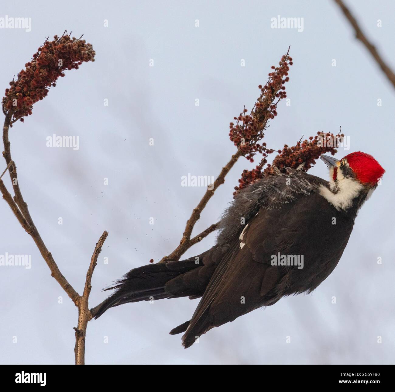 Pic de bois piléé: Position étrange pour cet oiseau de taille moyenne. Tout en marchant, cet oiseau impressionnant vole juste jusqu'à ce petit arbre de branche. Banque D'Images