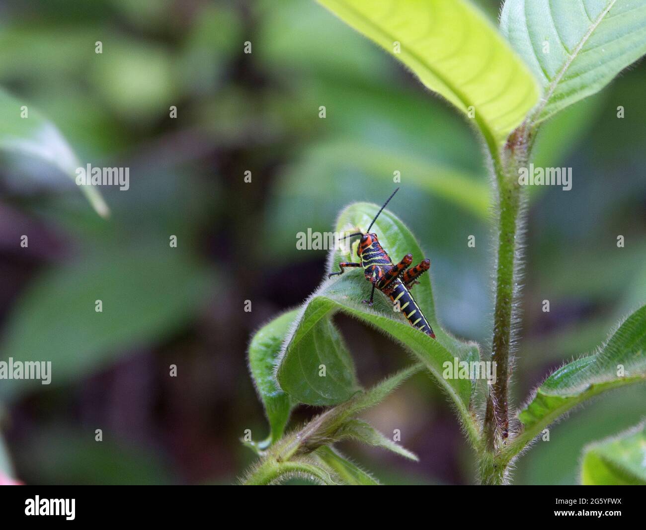 Une sauterelle immature rayée, Tropidacris cristata dux, repose sur une feuille. Banque D'Images