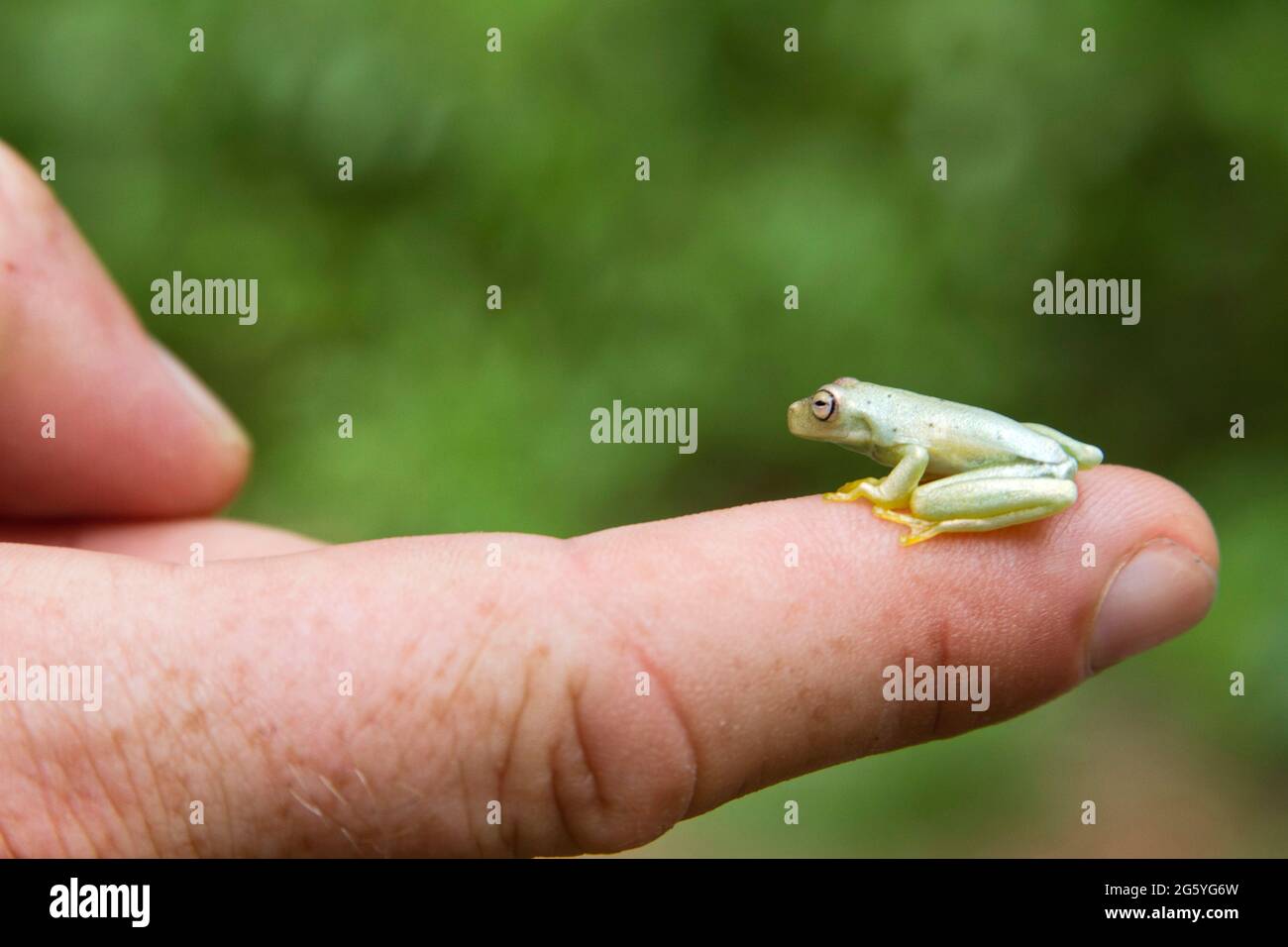Un guide est titulaire d'une grenouille en verre sur son index. Banque D'Images