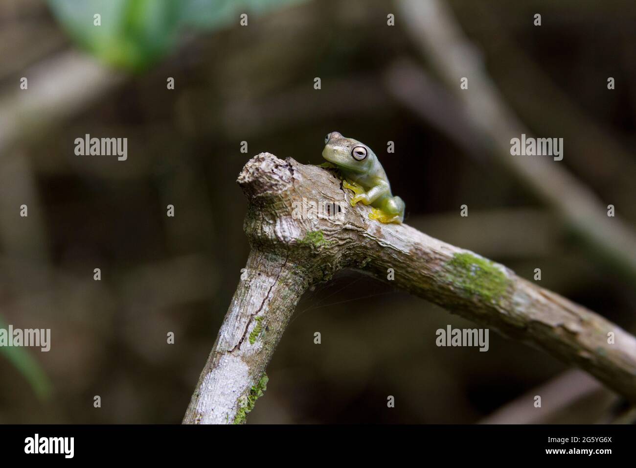 Une grenouille en verre se trouve sur une branche. Banque D'Images