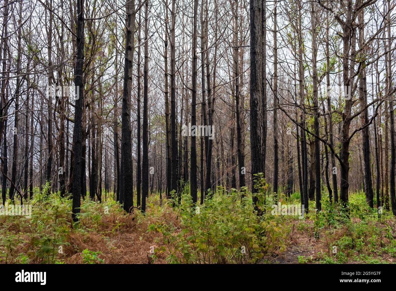 Forêt de pins Phu kradueng montagne à Loei en Thaïlande ressuscitée après avoir été brûlée. Banque D'Images