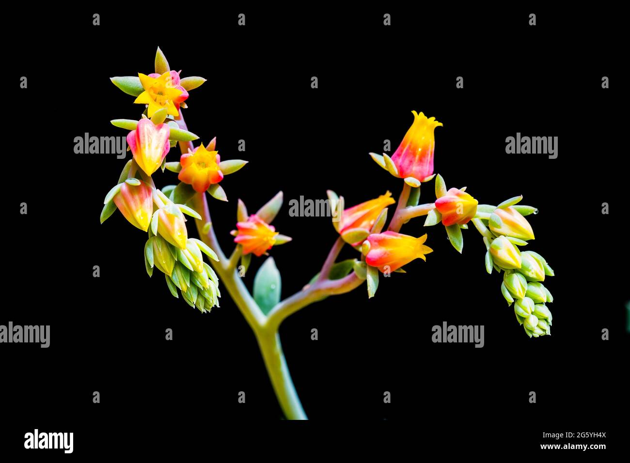 Photographie de fleurs succulentes Banque D'Images