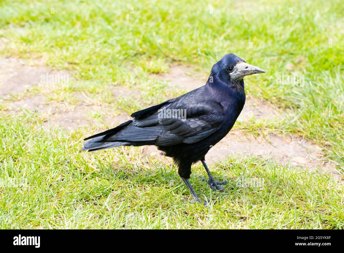 Rok (Corvus fragilegus). Oiseau adulte debout au sol, à une station-service de l'autoroute, attendant patiemment que les visiteurs arrivent et renversent de la nourriture. Banque D'Images