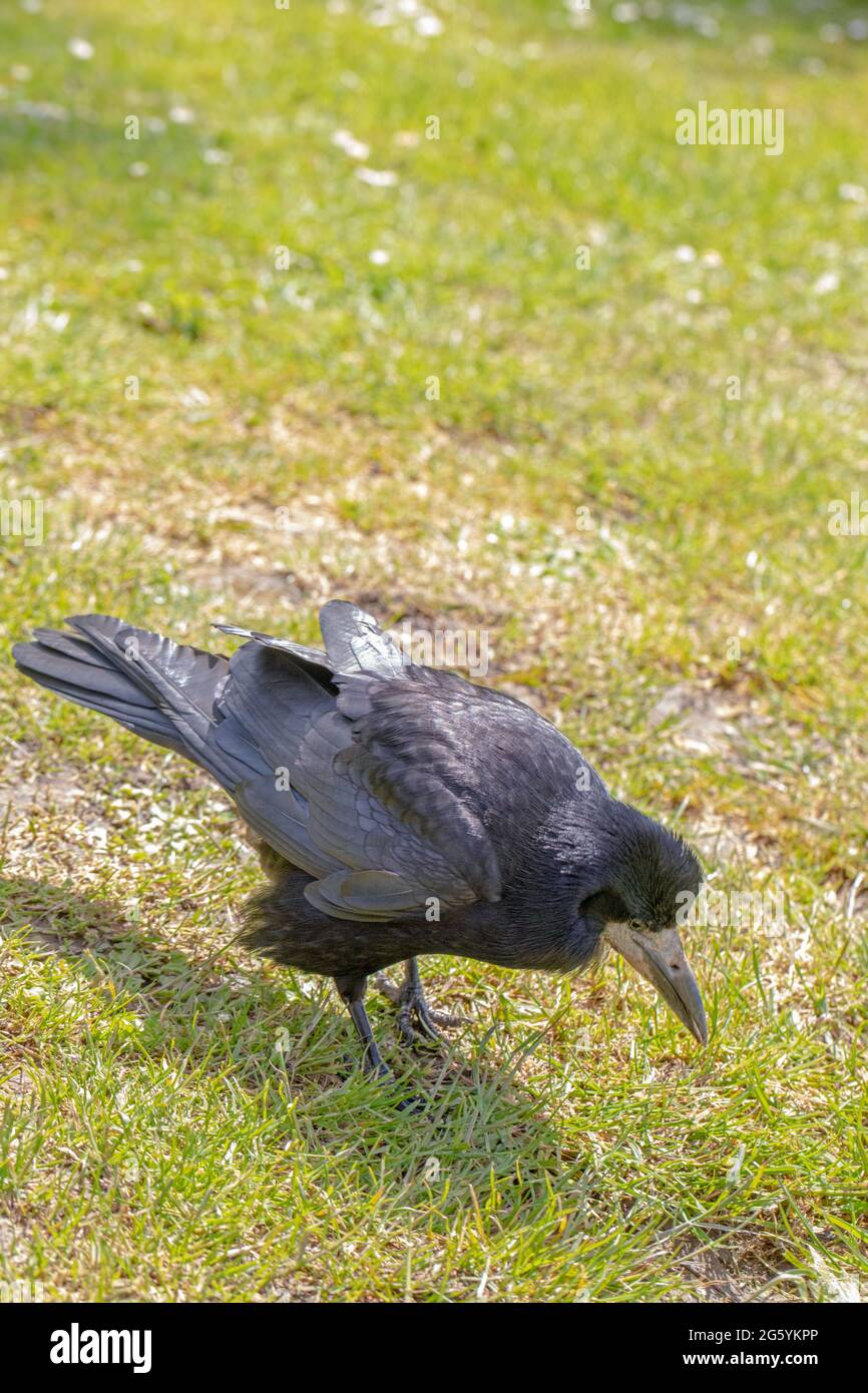 Rook (Corvus frugilegus). Oiseau adulte à la recherche d'invertébrés comme aliments. Long projet de loi d'approfondissement, et chauve, aucun plumes, base au bec un moyen Banque D'Images
