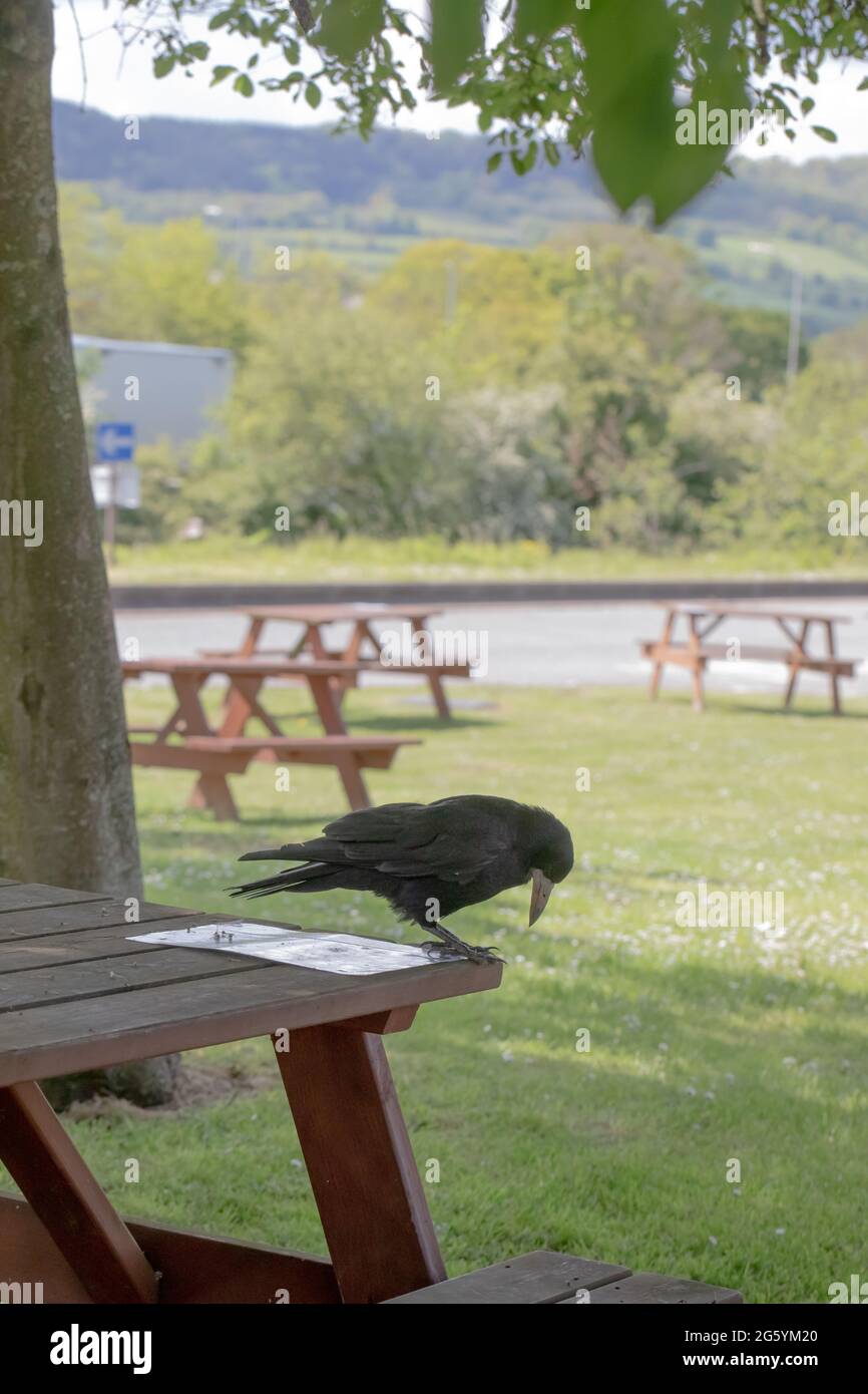 Rok (Corvus fragilegus). Un oiseau adulte se tenant sur une table de pique-nique à une station-service de l'autoroute attend patiemment que les visiteurs arrivent et renversent de la nourriture Banque D'Images